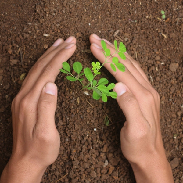 Moringa Powder – Superfood for Energy & Immunity – CuroHerb