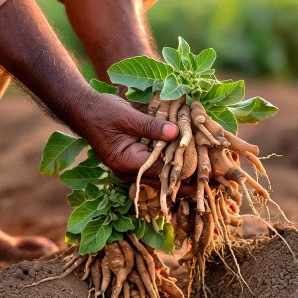 Ashwagandha Root Powder - Natural Stress Reliever - CuroHerb