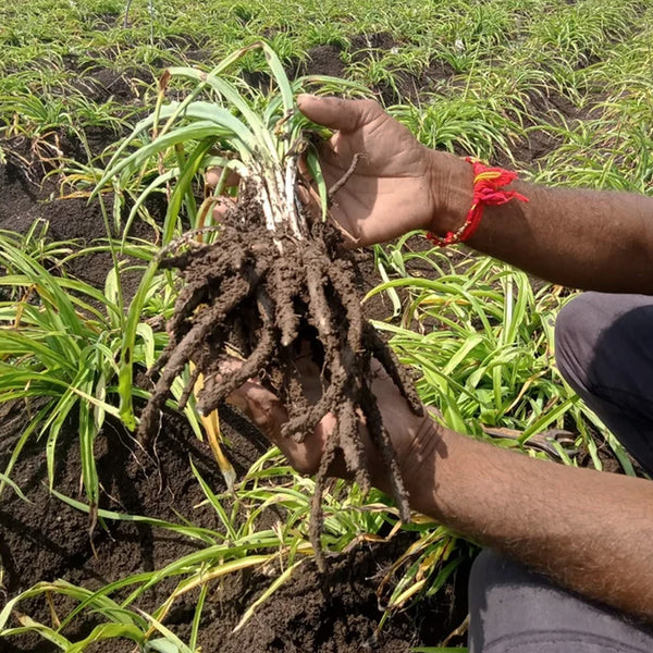 Safed Musli Root Powder – Strength & Vitality – CuroHerb